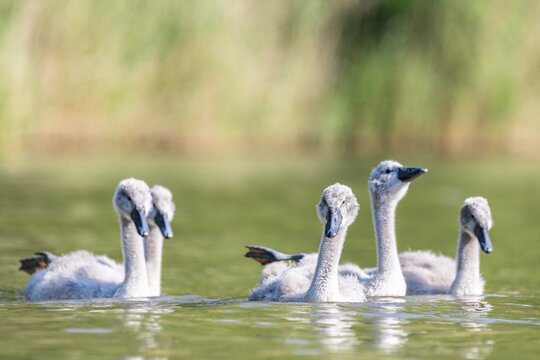 Mute swan (cygnus olor) Kittens, Rhine, Canton of Zurich, Switzerland