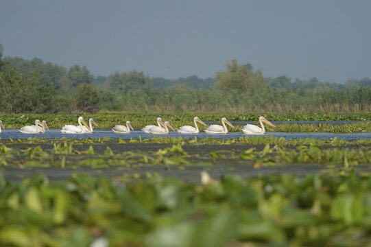 Great white pelicans (Pelecanus onocrotalus), Danube Delta, Murighiol, Romania, Europe