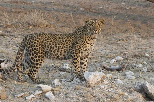 Leopard (Panthera pardus), Etosha National Park, Namibia