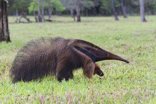 Giant Anteater (Myrmecophaga tridactyla), Mato Grosso, Brazil