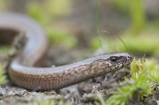 Slow Worm (Anguis fragilis), Emsland, Lower Saxony, Germany