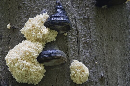 Prickly beard or bear's head (Hericium coralloides) on beech trunk, Hesse, Germany