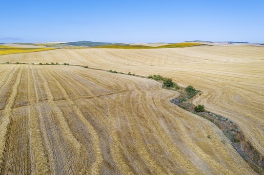 Abstract patterns in cornfield after wheat harvest and dry stream, the backdrop with cultivated sunflowers (Helianthus annuus), aerial view, drone shot, C&oacute;rdoba province, Andalusia, Spain