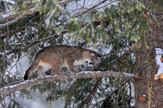 Cougar, (Felis concolor), young animal nine months old, in winter, in snow, on tree, Montana, North America, USA