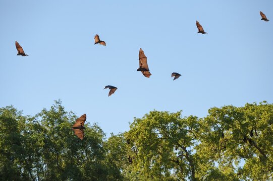 Madagascar Flying Foxes (Pteropus rufus) in flight, Toliara Province, Madagascar