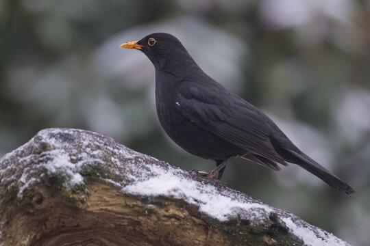 Blackbird (Turdus merula), Emsland, Lower Saxony, Germany