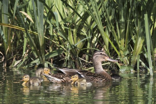 Mallard (Anas platyrhynchos) swims with chicks on the water, Emsland, Lower Saxony, Germany