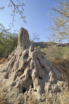 Termite hill in the Waterberg National Park, Namibia, Africa