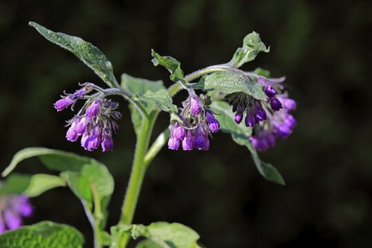Common comfrey (Symphytum officinale), blossom, blossoming, Germany