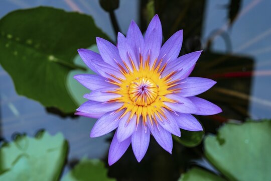 Flower, Blue Lotus (Nymphaea caerulea) in water, Botanical Garden Berlin, Berlin, Germany