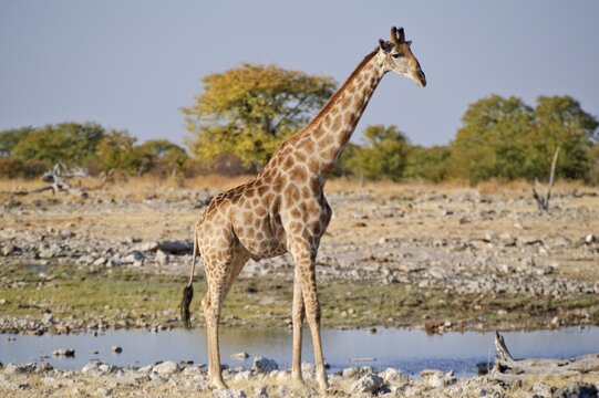 Giraffe (Giraffa camelopardalis) at Goas Waterhole, Etosha National Park, Namibia, Africa