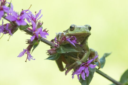 Tree frog (Hyla arborea), sits on Purple loosestrife (Lythrum salicaria), North Rhine-Westphalia