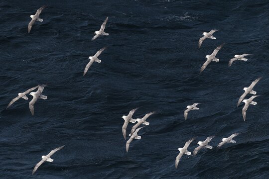 Northern fulmars (Fulmarus glacialis) in flight, North Sea
