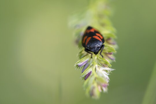 Red-and-black froghopper ( Cercopis vulnerata) on a blade of grass, Perlacher Forst, Upper Bavaria, Bavaria, Germany