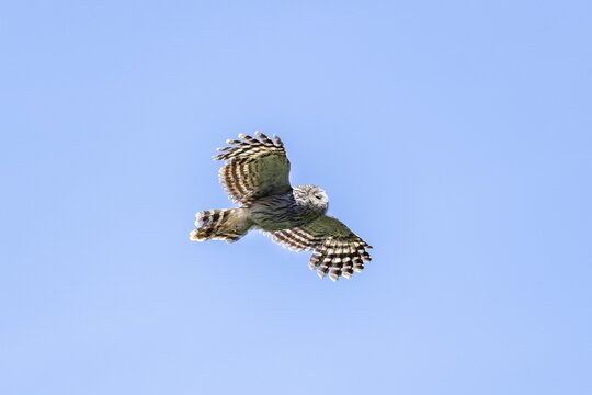 Ural owl (Strix uralensis) in flight, Notranjska Region, Slovenia