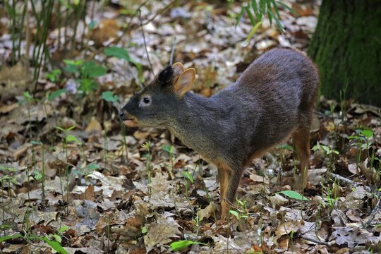 Southern pudu (Pudu puda), adult, alert, foraging, captive