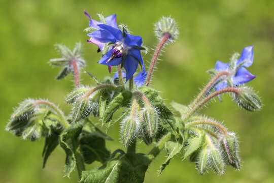 Borage (Borago officinalis), flowering, Baden-W&uuml;rttemberg, Germany