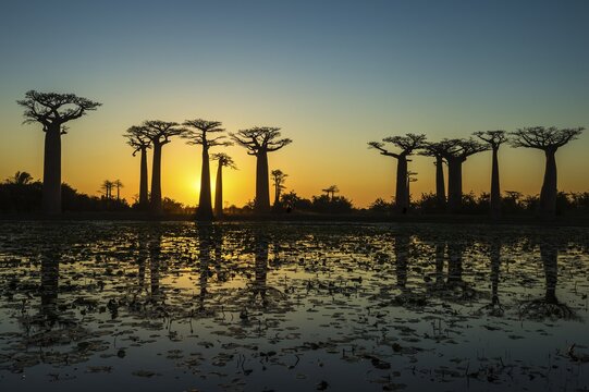 Baobab trees (Adansonia grandidieri) reflecting in the water at sunset, Morondava, Toliara province, Madagascar