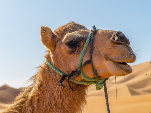 Dromedary (Camelus dromedarius), animal portrait, Erg Chebbi, Merzouga, Sahara, Morocco