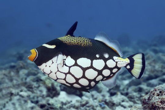 Clown triggerfish (Balistoides conspicillum), Great Barrier Reef, Unesco World Heritage Site, Pacific, Australia