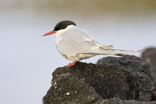 Arctic tern (Sterna paradisaea) standing on lava rock, Iceland