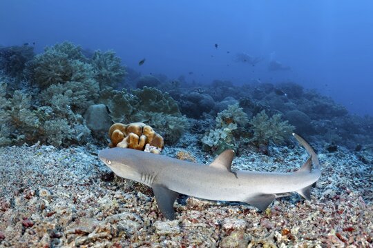 Whitetip reef shark (Triaenodon obesus) takes off over boulders of dead corals, dahiter coral reef, Pacific Ocean, Sulu Lake, Tubbataha Reef National Marine Park, Palawan Province, Philippines