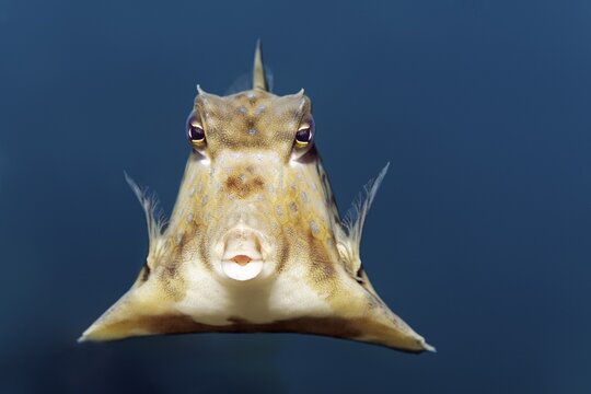 Humpback Turretfish (Tetrosomus gibbosus), Red Sea, Jordan