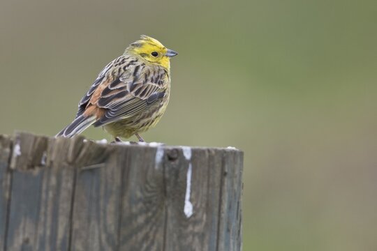 Yellowhammer (Emberiza citrinella), sitting on a pole, Emsland, Lower Saxony, Germany