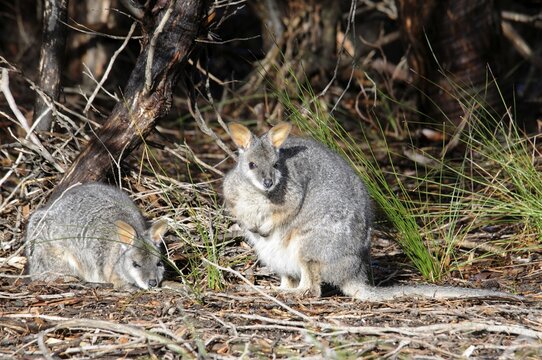 Tammar Wallaby, Dama Wallaby or Darma Wallaby (Macropus eugenii), Kangaroo Island, Australia