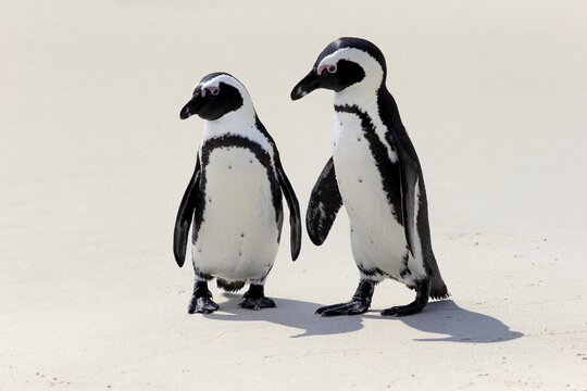 African Penguins or Jackass Penguins (Spheniscus demersus), pair on the beach, Boulders Beach, Simon's Town, Western Cape, South Africa