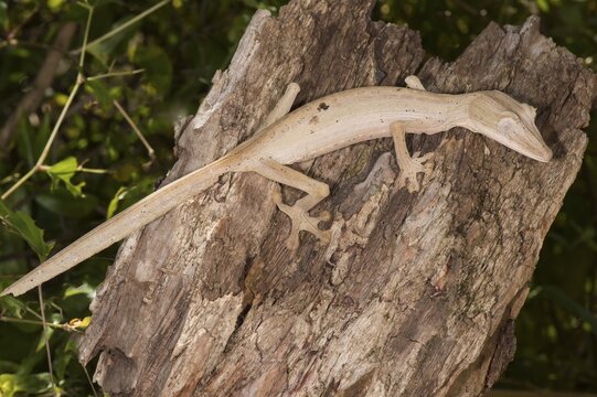 Lined Leaf-Tailed Gecko (Uroplatus lineatus), Madagascar