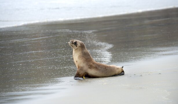 New Zealand sea lion (Phocarctos hookeri) sitting on the beach, Sandfly Bay, Dunedin, Otago Peninsula, South Island, New Zealand