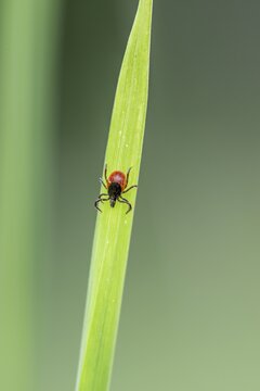 Female tick, Castor Bean Tick (Ixodes ricinus) lurks on a blade of grass, Bavaria, Germany