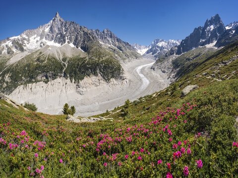 Pink alpine roses on the mountainside, glacier tongue Mer de Glace, behind Grandes Jorasses, Mont Blanc massif, Chamonix, France