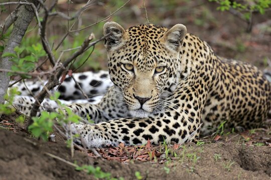Leopard (Panthera pardus), adult, animal portrait, lying, dormant, observing, attentive, Sabi Sand Game Reserve, Kruger National Park, South Africa