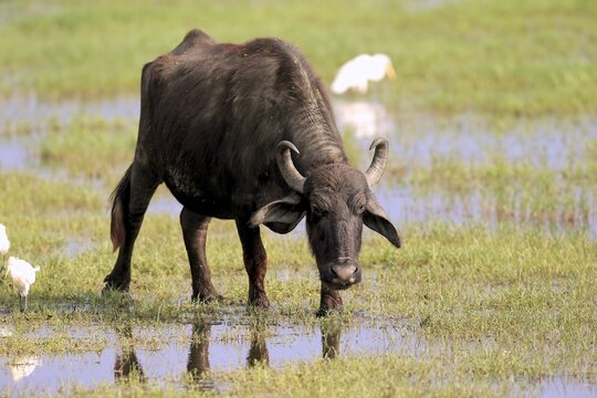 Water buffalo (Bubalis bubalis), adult in shallow water with cattle egrets (Bubulcus ibis), Bundala National Park, Sri Lanka