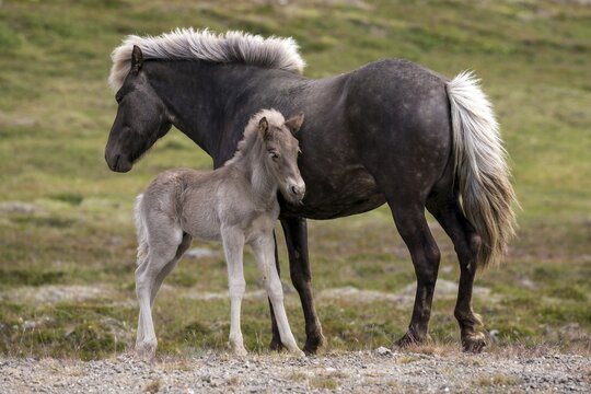 Icelandic horses (Equus islandicus), mare and colt foal standing on a paddock, Iceland
