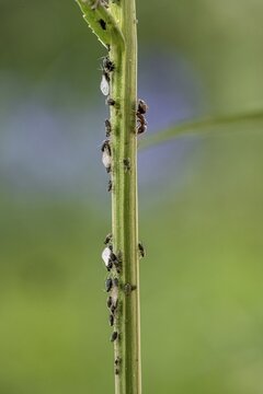 Ant ( Formicidae) milks Aphids ( Aphidoidea) on plant, Bavaria, Germany