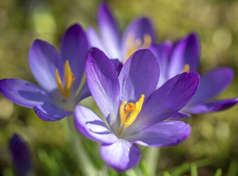 Purple crocuses (Crocus), Bavaria, Germany
