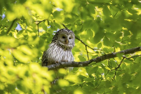 Ural owl (Strix uralensis) sitting on branch, Notranjska region, Slovenia