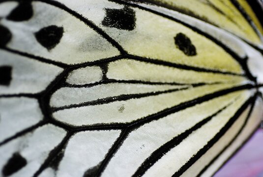 Muster on a wing of a butterfly, Nymphalidae, Idea leuconoe