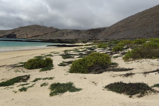 White sandy beach on the eastern side of Punta Cormoran, where Green Sea Turtles prefer to nest, Floreana Island, Galapagos, Ecuador, South America