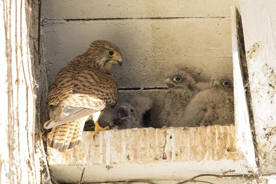 Common kestrel (Falco tinnunculus), female feeding young birds in nest box, Hesse, Germany