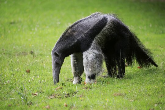 Giant anteater (Myrmecophaga tridactyla), adult, foraging, captive