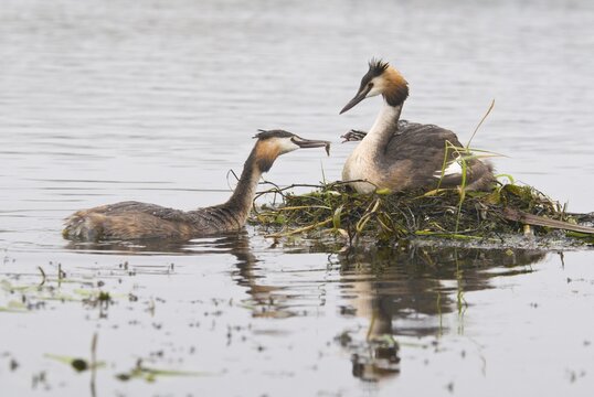 Great Crested Grebe (Podiceps cristatus) feeding chick