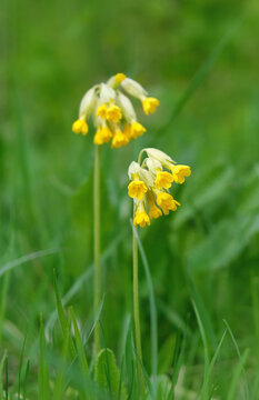 Beautiful wild yellow flower of Primula veris (common cowslip) in spring forest, nature background. primrose, primula veris - early spring herbaceous perennial flowering plant, family Primulaceae.