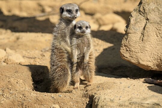 Meerkats (Suricata suricatta), adult, young, two, on burrow, alert, captive