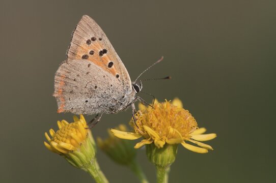 Small Copper (Lycaena phlaeas), Emsland, Lower Saxony, Germany
