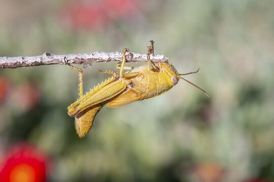 Egyptian locust (Anacridium aegyptium) on a branch Paros, Aegean Sea, Greece