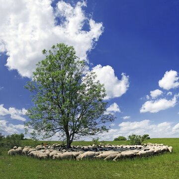 Herd on sheep grazing around a tree near Eichstaett, Bavaria, Germany, Europe